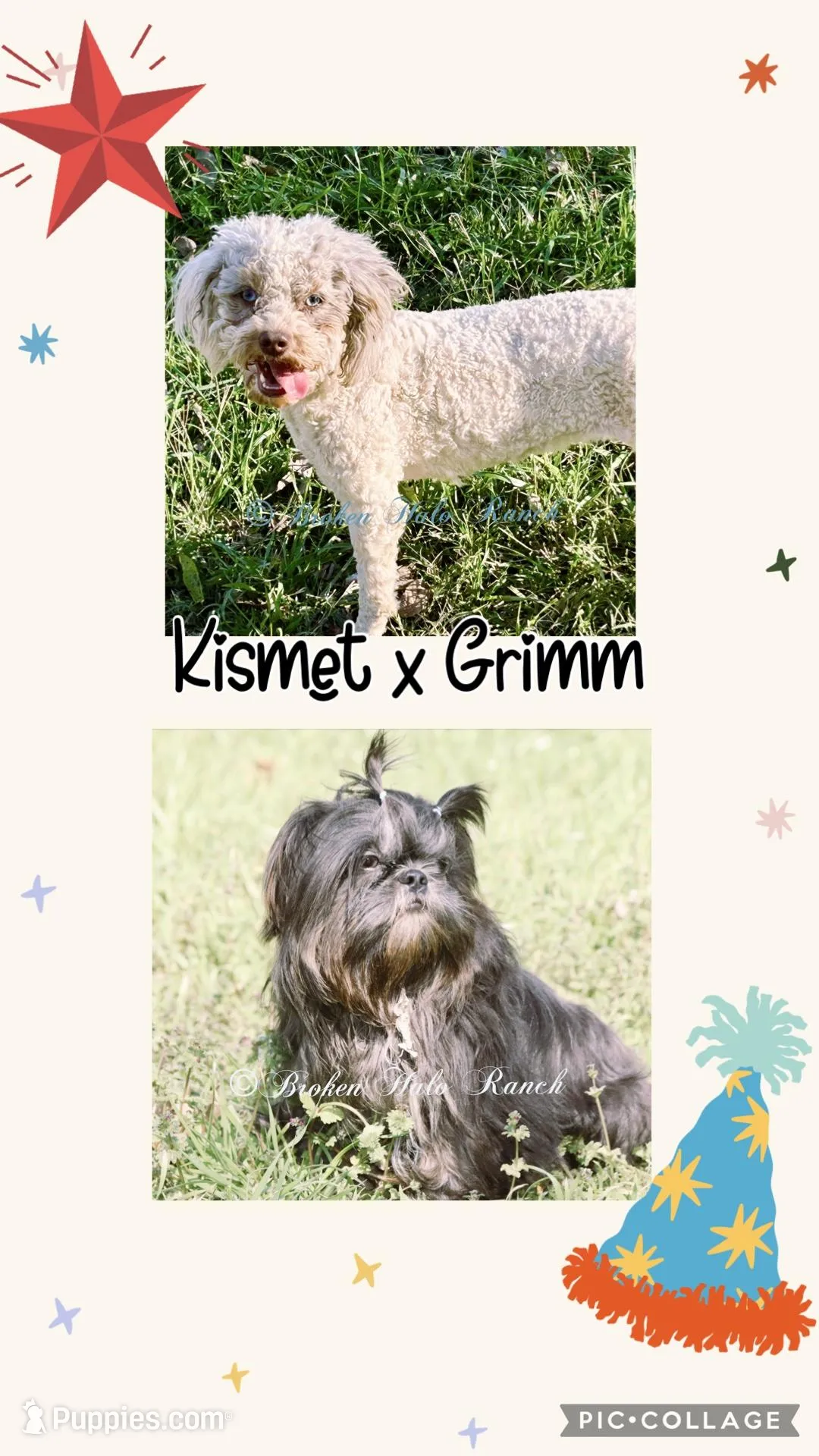 Bonnie blk parti Merle , a female Shihpoo for sale in Belton, TX – Photo 6 of 6