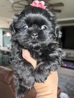 Akc Tai black and tan, a female Shih Tzu for sale in Belton, TX – Photo 2 of 7