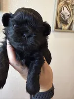 Tai black and tan, a female Shih Tzu for sale in Belton, TX – Photo 2 of 3