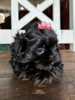 Akc Tai black and tan, a female Shih Tzu for sale in Belton, TX – Photo 6 of 7