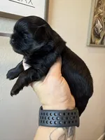 Tai black and tan, a female Shih Tzu for sale in Belton, TX – Photo 1 of 3