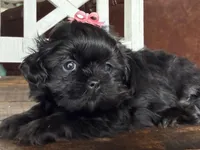 Akc Tai black and tan, a female Shih Tzu for sale in Belton, TX – Photo 3 of 7