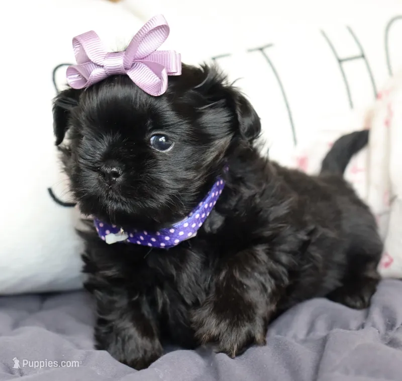 Tai black and tan – Shih Tzu puppy for sale in Belton, TX