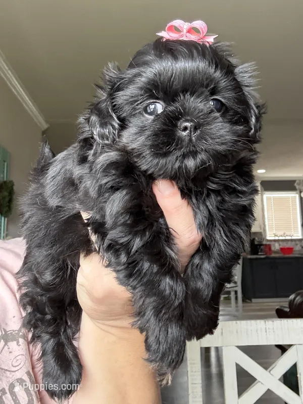 Akc Tai black and tan – Shih Tzu puppy for sale in Belton, TX