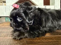 Akc Tai black and tan, a female Shih Tzu for sale in Belton, TX – Photo 4 of 7