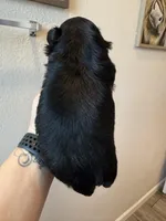 Tai black and tan, a female Shih Tzu for sale in Belton, TX – Photo 3 of 3