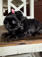 Akc Tai black and tan, a female Shih Tzu for sale in Belton, TX – Photo 7 of 7