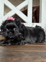 Akc Tai black and tan, a female Shih Tzu for sale in Belton, TX – Photo 5 of 7