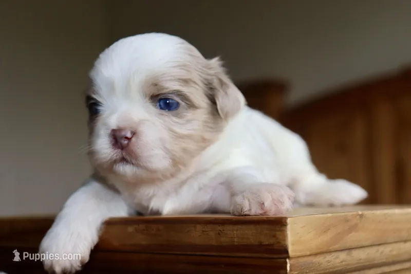 Archie – Shih Tzu puppy for sale in Belton, TX