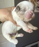 Archie, a male Shih Tzu for sale in Belton, TX – Photo 4 of 10