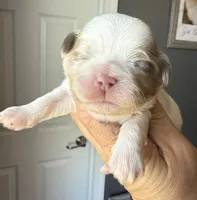 Archie, a male Shih Tzu for sale in Belton, TX – Photo 3 of 10