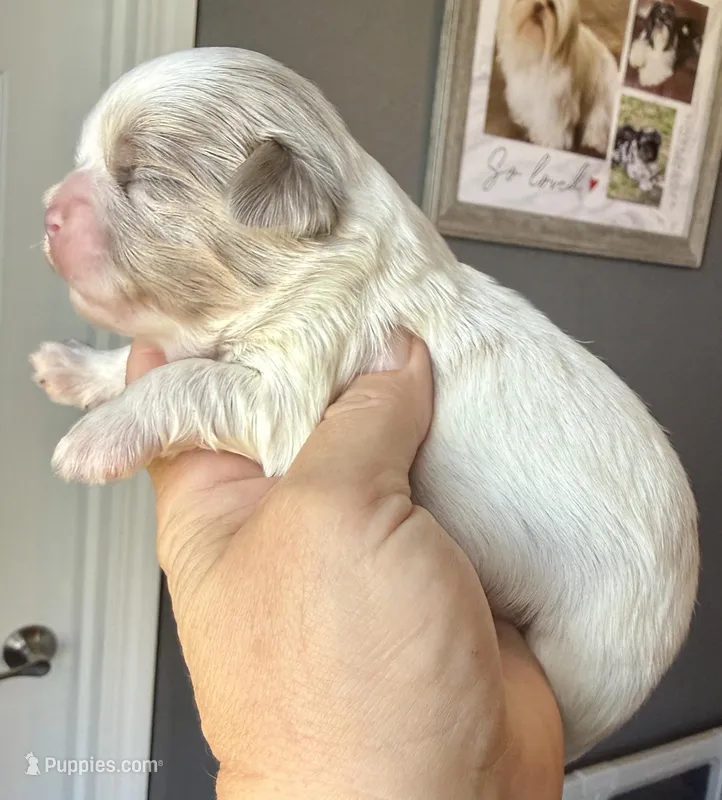 Archie – Shih Tzu puppy for sale in Belton, TX