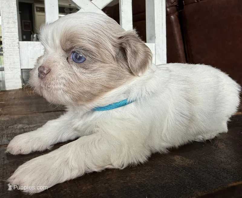 Archie – Shih Tzu puppy for sale in Belton, TX