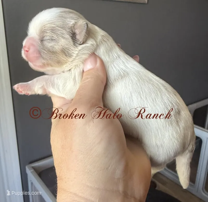 Merle male 2 – Shih Tzu puppy for sale in Belton, TX