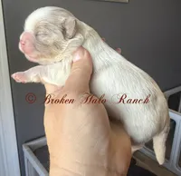 Merle male 2, a male Shih Tzu for sale in Belton, TX – Photo 1 of 4