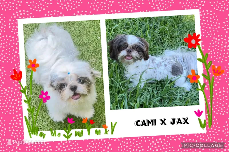 Archie – Shih Tzu puppy for sale in Belton, TX