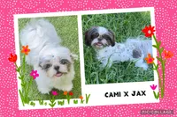 Archie, a male Shih Tzu for sale in Belton, TX – Photo 10 of 10