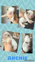 Archie, a male Shih Tzu for sale in Belton, TX – Photo 6 of 10
