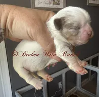 Merle male 2, a male Shih Tzu for sale in Belton, TX – Photo 3 of 4