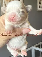 Merle male 2, a male Shih Tzu for sale in Belton, TX – Photo 4 of 4