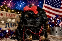 Orange akc black dobie , a female Shih Tzu for sale in Waco, TX – 3 of 5