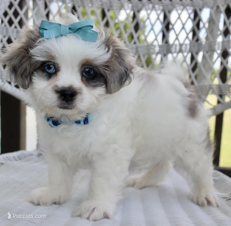 Stephan odd eyes black dobie parti Merle  – Shihpoo puppy for sale in Belton, TX