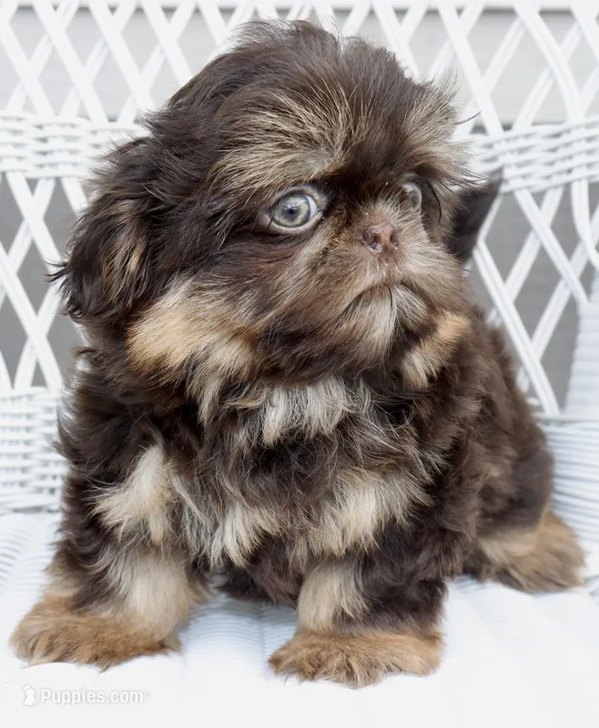 Bo – Shihpoo, Shih Tzu puppy for sale in Belton, TX