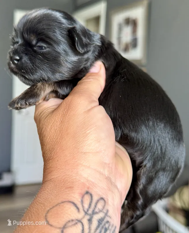 Orange akc black dobie  – Shih Tzu puppy for sale in Belton, TX