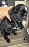 Akc black dobie Pear , a female Shih Tzu for sale in Belton, TX – 2 of 5