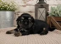 Akc black dobie June, a female Shih Tzu for sale in Waco, TX – 4 of 6