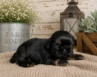 Akc black dobie Rocket , a male Shih Tzu for sale in Waco, TX – 2 of 6