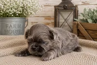 Akc blue dobie Quincy, a male Shih Tzu for sale in Waco, TX – 2 of 6