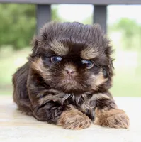 Bo, a male Shihpoo and Shih Tzu for sale in Belton, TX – Photo 5 of 6