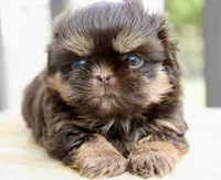 Bo, a male Shihpoo and Shih Tzu for sale in Belton, TX – Photo 1 of 6