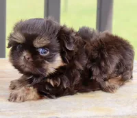Bo, a male Shihpoo and Shih Tzu for sale in Belton, TX – Photo 2 of 6