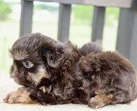 Bo, a male Shihpoo and Shih Tzu for sale in Belton, TX – Photo 6 of 6