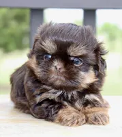 Bo, a male Shihpoo and Shih Tzu for sale in Belton, TX – Photo 4 of 6