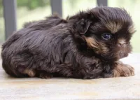 Bo, a male Shihpoo and Shih Tzu for sale in Belton, TX – Photo 3 of 6