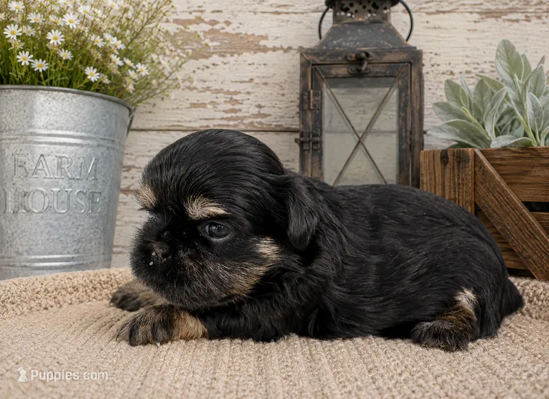 Akc black dobie June – Shih Tzu puppy for sale in Belton, TX