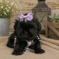 Akc black dobie Pear , a female Shih Tzu for sale in Waco, TX – 5 of 5
