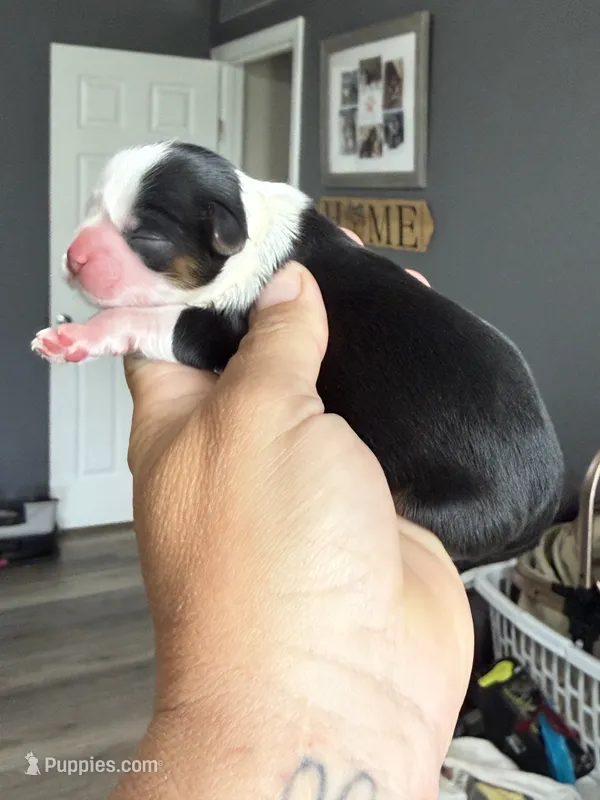 Akc black dobie Nova – Shih Tzu puppy for sale in Belton, TX