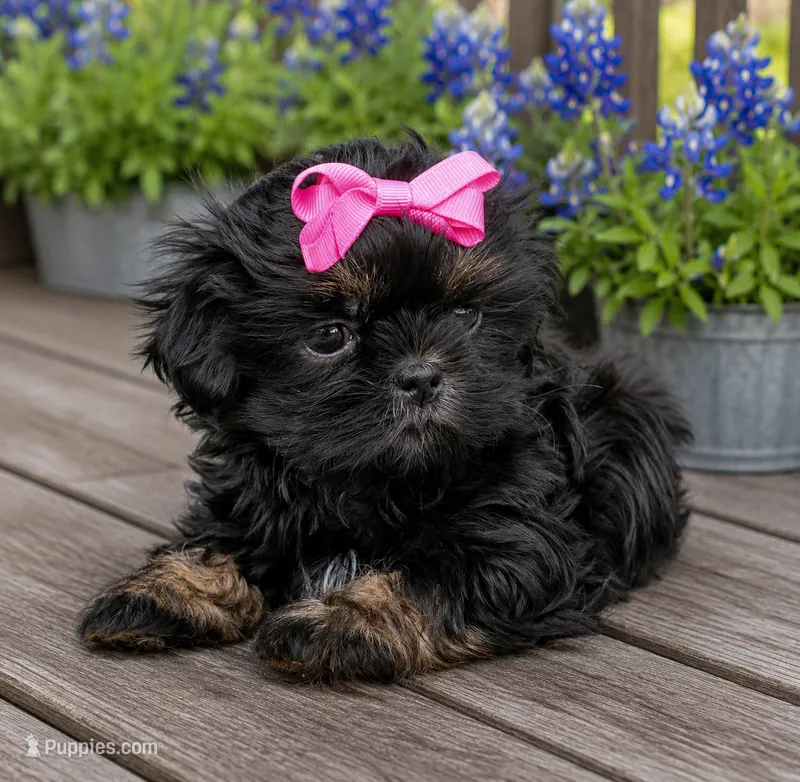 Orange akc black dobie  – Shih Tzu puppy for sale in Waco, TX