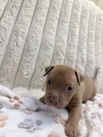 Osita, a female American Bully for sale in New York City, NY – 3 of 3