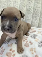 Frenchi, a female American Bully for sale in New York City, NY – 3 of 3