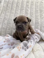 Onyx, a male American Bully for sale in New York City, NY – 2 of 2