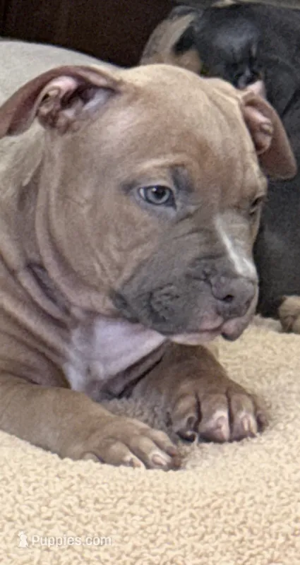 Frenchi – American Bully puppy for sale in New York, NY