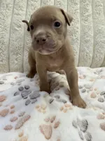 Osita, a female American Bully for sale in New York City, NY – 2 of 3