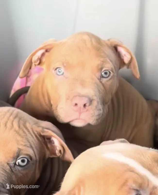 Osita – American Bully puppy for sale in New York, NY