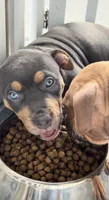 Venus, a female American Bully for sale in New York, NY – 6 of 6