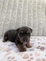 Venus, a female American Bully for sale in New York City, NY – 2 of 2